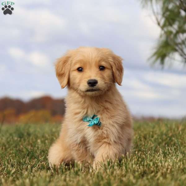 Max, Golden Retriever Puppy