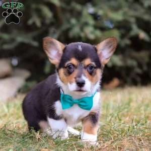 Max, Pembroke Welsh Corgi Puppy