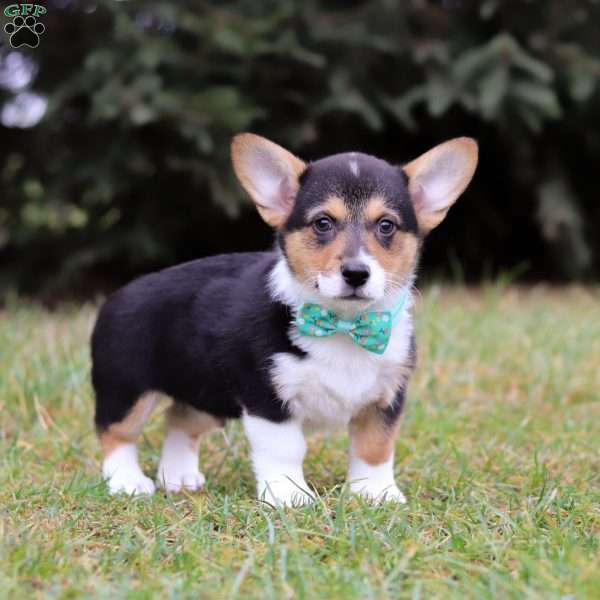 Max, Pembroke Welsh Corgi Puppy