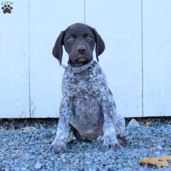 May, German Shorthaired Pointer Puppy