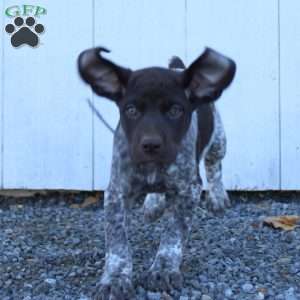 May, German Shorthaired Pointer Puppy