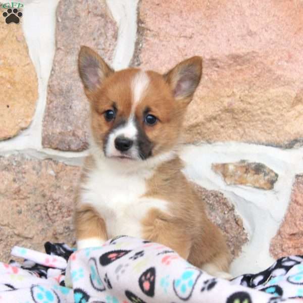 Maya, Pembroke Welsh Corgi Puppy