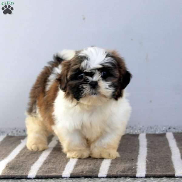 Maya, Shih Tzu Puppy