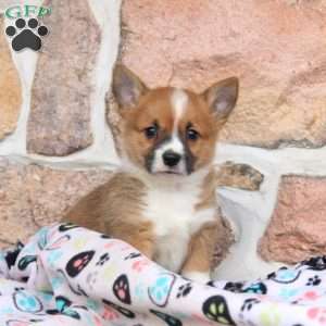 Maya, Pembroke Welsh Corgi Puppy