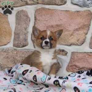 Maya, Pembroke Welsh Corgi Puppy