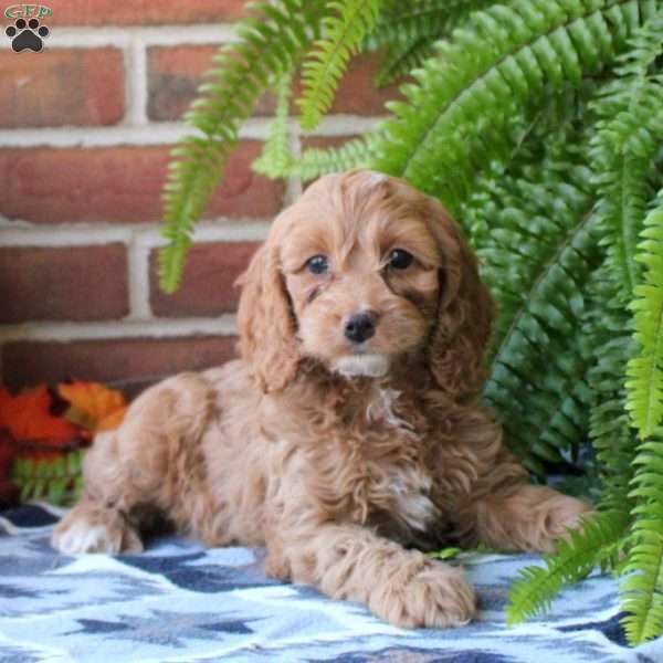 Meadow, Cockapoo Puppy