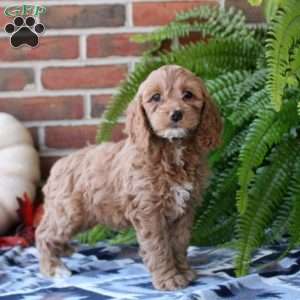 Meadow, Cockapoo Puppy