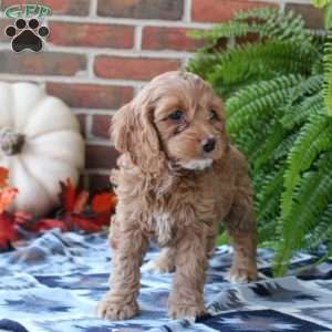 Meadow, Cockapoo Puppy