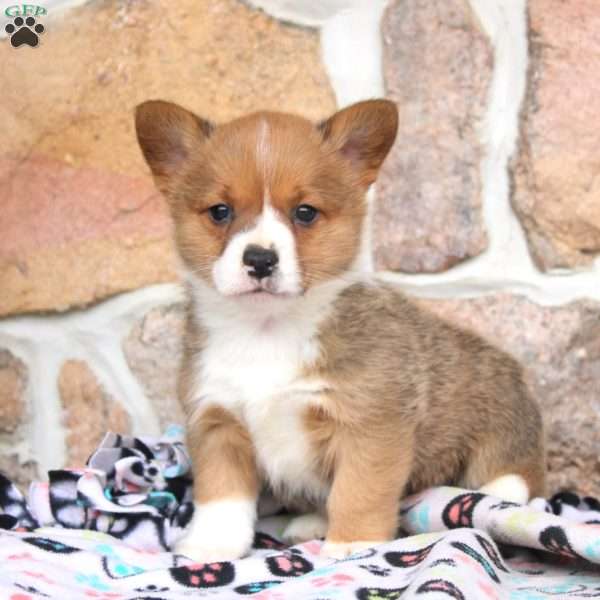 Melody, Pembroke Welsh Corgi Puppy