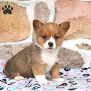 Melody, Pembroke Welsh Corgi Puppy