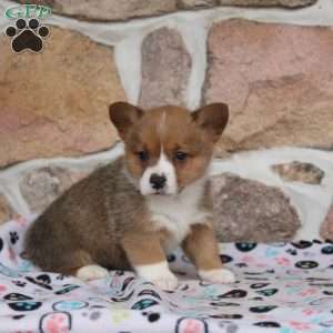 Melody, Pembroke Welsh Corgi Puppy