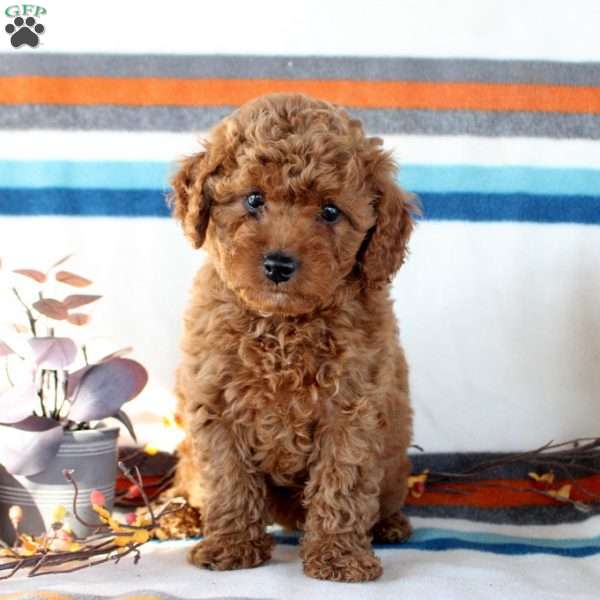 Melody, Miniature Poodle Puppy