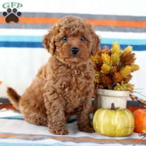 Melody, Miniature Poodle Puppy