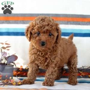 Melody, Miniature Poodle Puppy