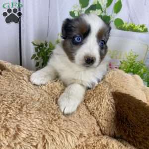 Nala, Australian Shepherd Puppy