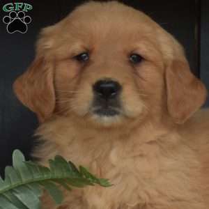 Mia, Golden Retriever Puppy