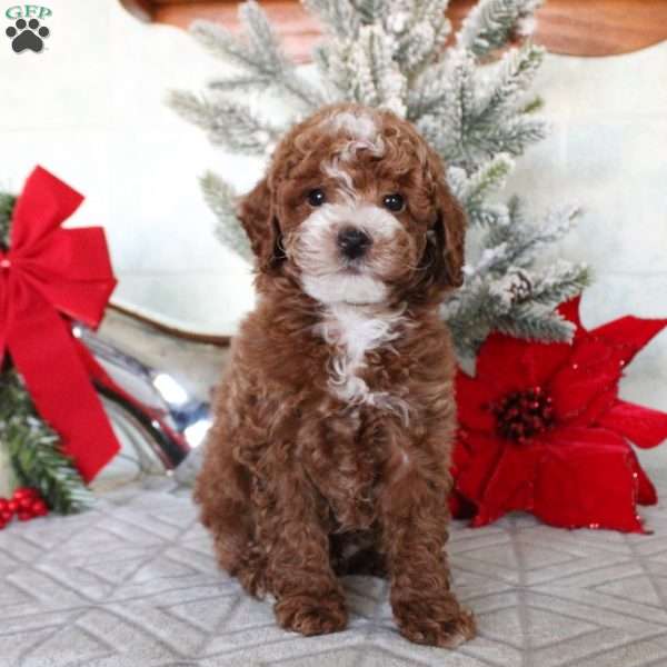 Micah, Toy Poodle Puppy