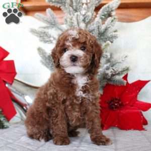 Micah, Toy Poodle Puppy