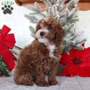 Micah, Toy Poodle Puppy