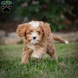 Mickey, Cavapoo Puppy