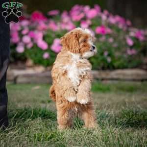 Mickey, Cavapoo Puppy