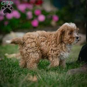 Mickey, Cavapoo Puppy