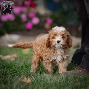 Mickey, Cavapoo Puppy