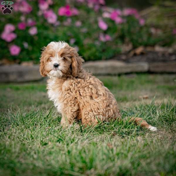 Mickey, Cavapoo Puppy