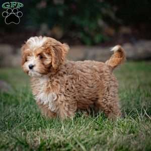 Mickey, Cavapoo Puppy