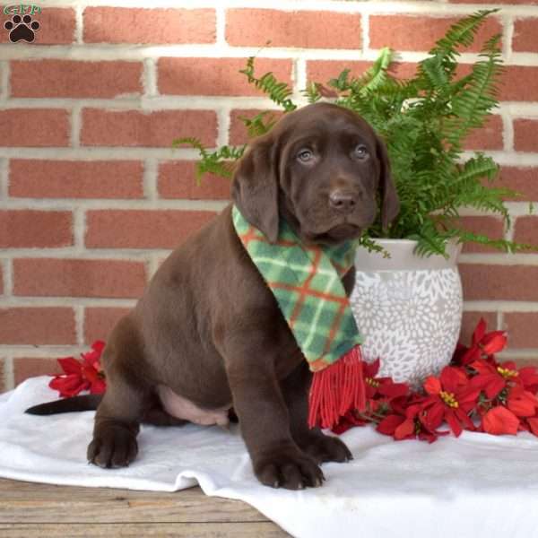 Mickey, Chocolate Labrador Retriever Puppy