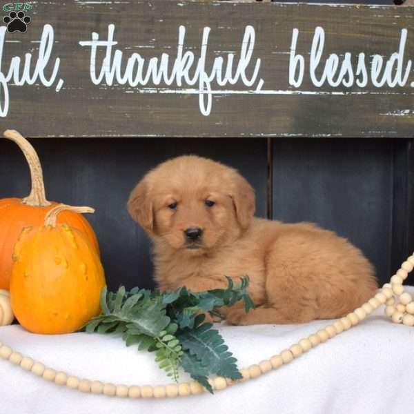 Mickey, Golden Retriever Puppy