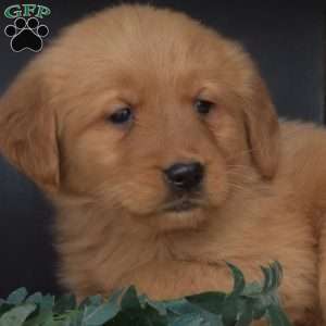 Mickey, Golden Retriever Puppy