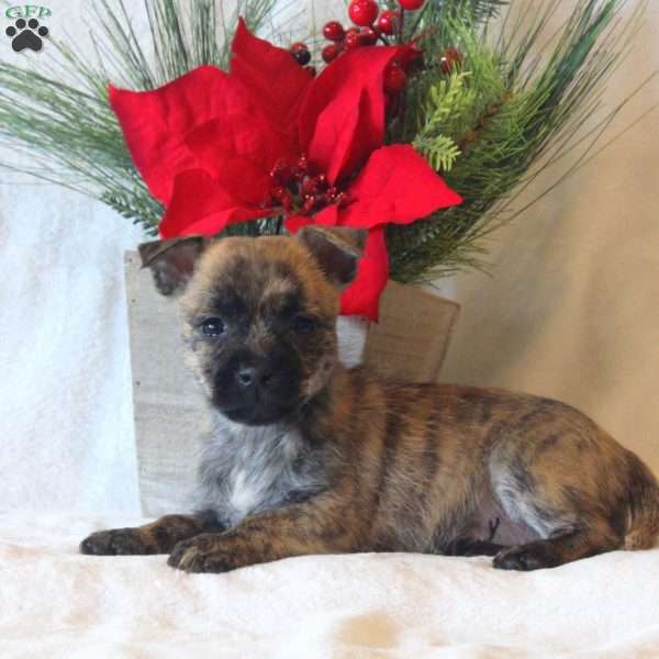 Midge, Westie Mix Puppy