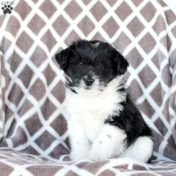 Midnight, Miniature Poodle Mix Puppy