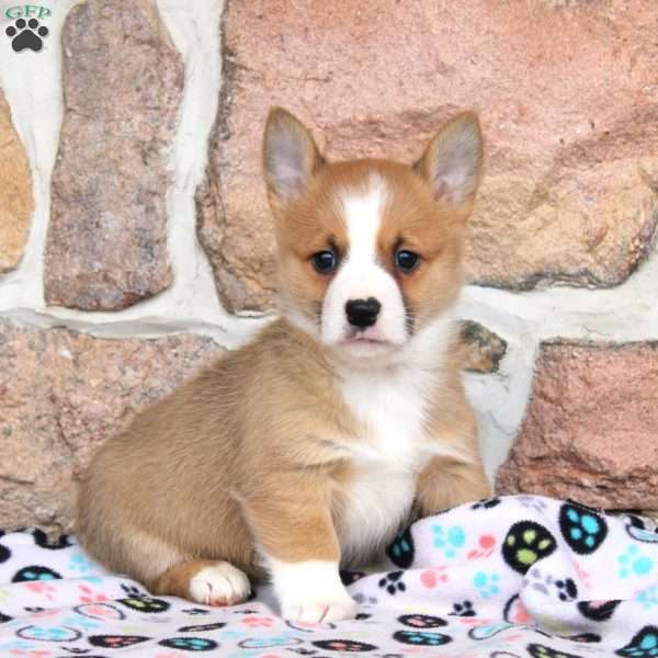 Miles, Pembroke Welsh Corgi Puppy