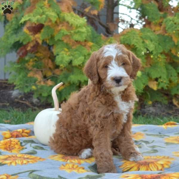 Miles, Mini Goldendoodle Puppy