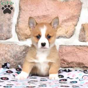 Miles, Pembroke Welsh Corgi Puppy