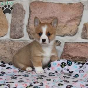 Miles, Pembroke Welsh Corgi Puppy