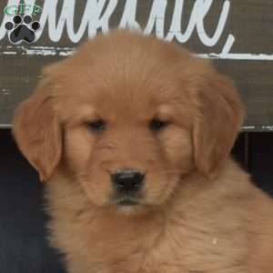 Miley, Golden Retriever Puppy