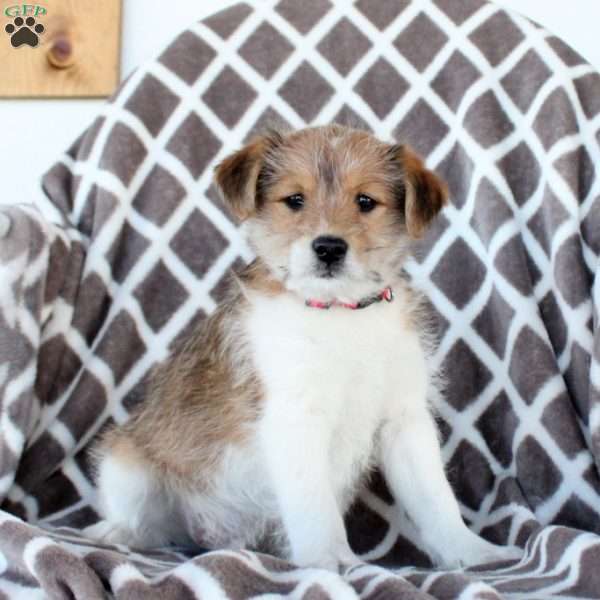 Milkyway, Miniature Poodle Mix Puppy