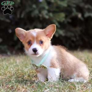 Milo, Pembroke Welsh Corgi Puppy