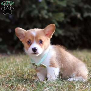 Milo, Pembroke Welsh Corgi Puppy