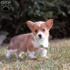 Milo, Pembroke Welsh Corgi Puppy