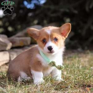 Milo, Pembroke Welsh Corgi Puppy