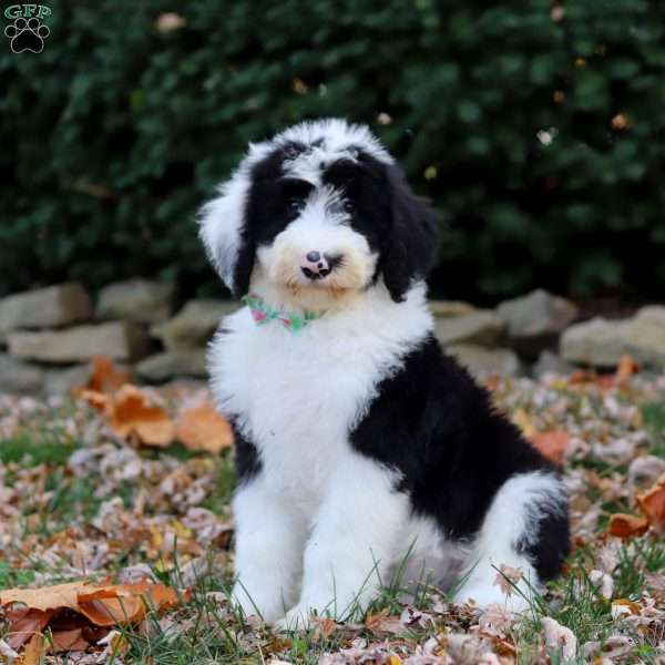 Milo, Sheepadoodle Puppy