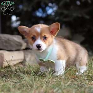 Milo, Pembroke Welsh Corgi Puppy