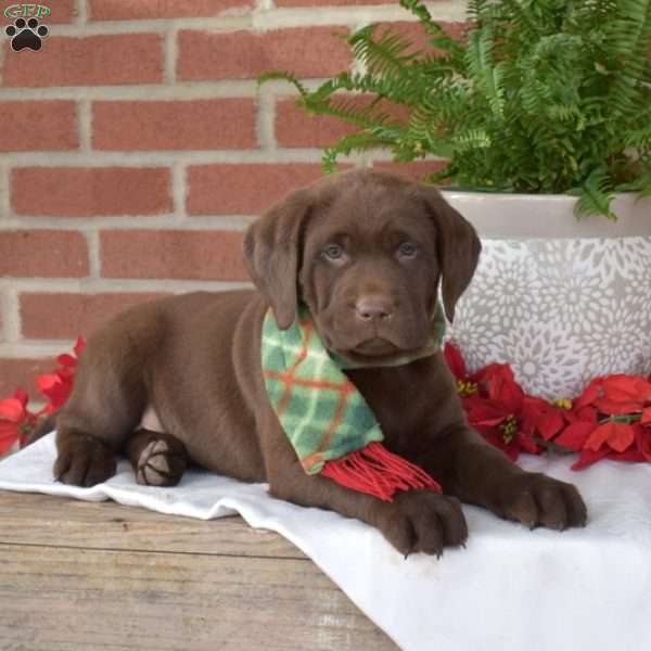 Milo, Chocolate Labrador Retriever Puppy