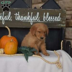 Milo, Golden Retriever Puppy