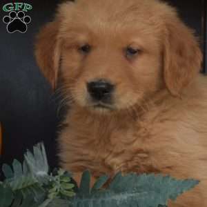 Milo, Golden Retriever Puppy