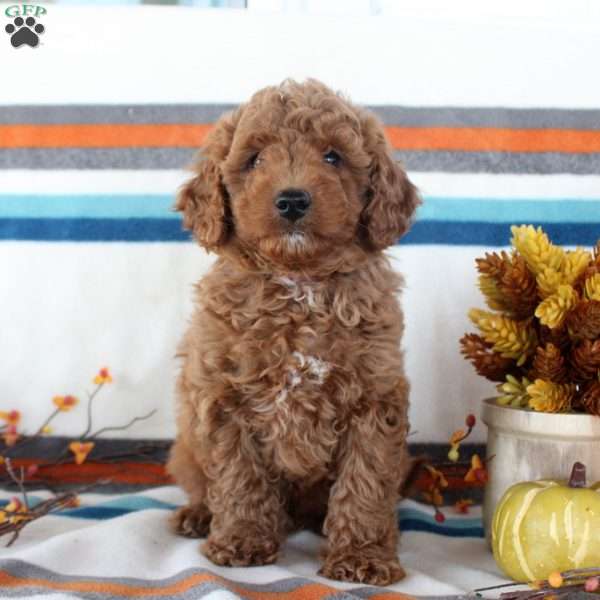 Milo, Miniature Poodle Puppy